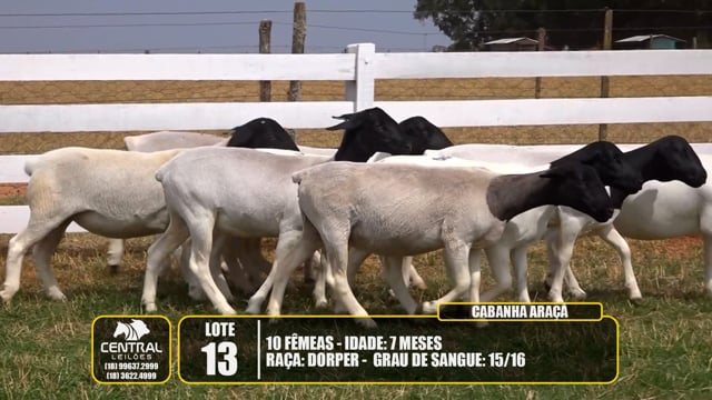 Lote 13