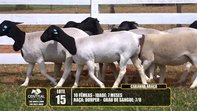Lote 15