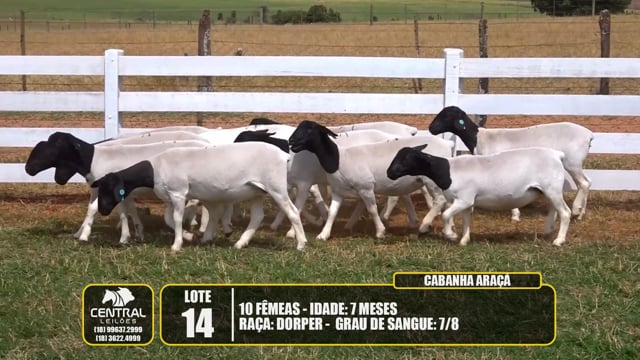 Lote 14