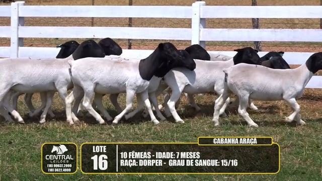 Lote 16