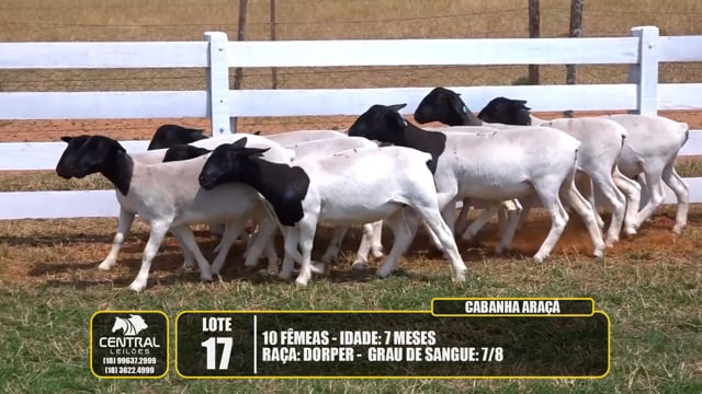 Lote 17