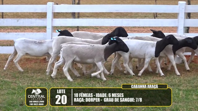 Lote 20