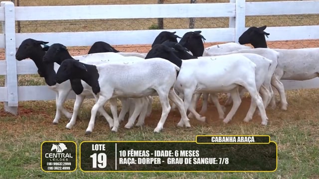 Lote 19