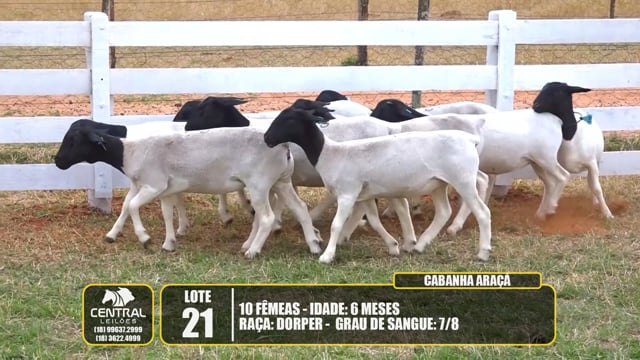 Lote 21
