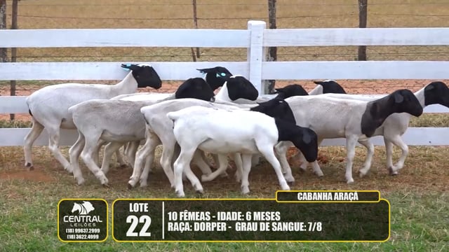 Lote 22
