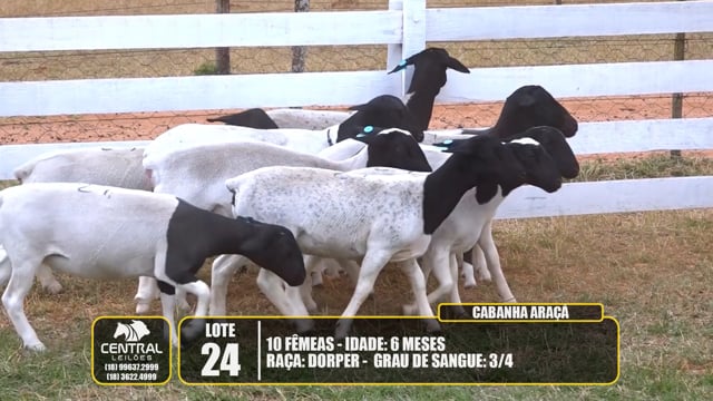 Lote 24