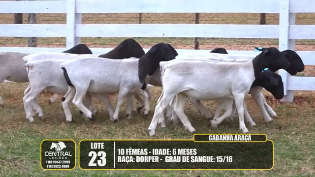 Lote 23