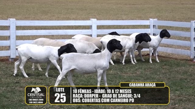 Lote 25