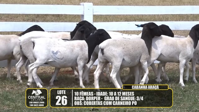 Lote 26