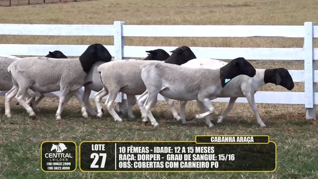 Lote 27