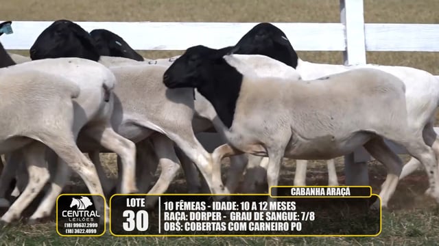 Lote 30