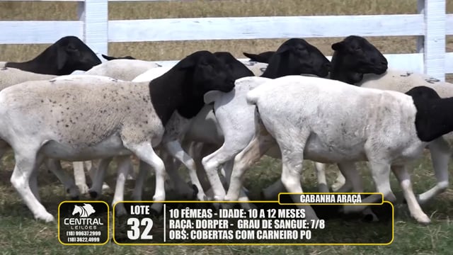 Lote 32