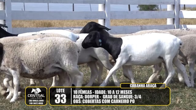 Lote 33