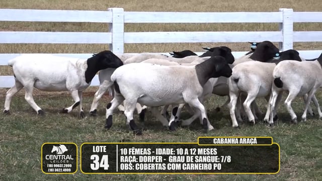 Lote 34