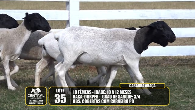 Lote 35