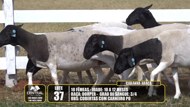 Lote 37
