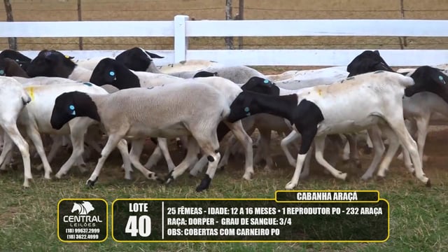Lote 40