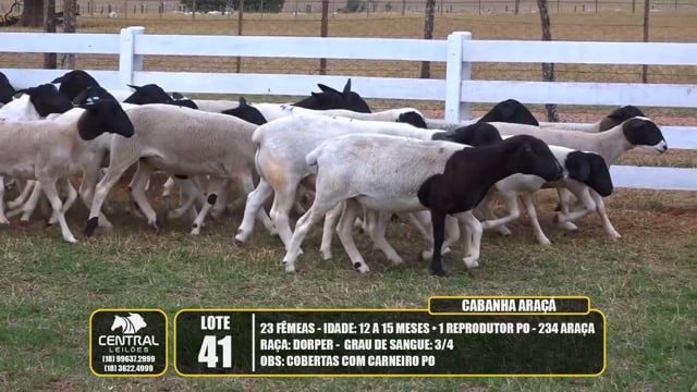 Lote 41