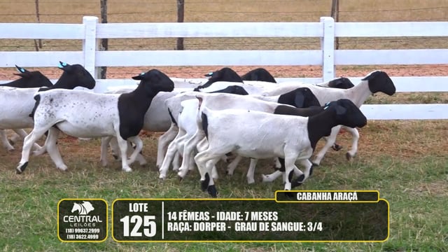 Lote 125