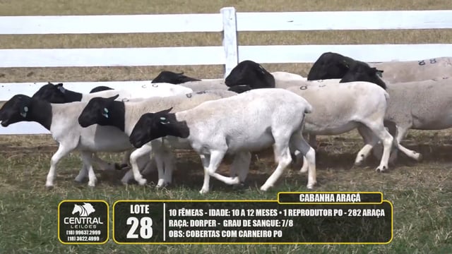Lote 28