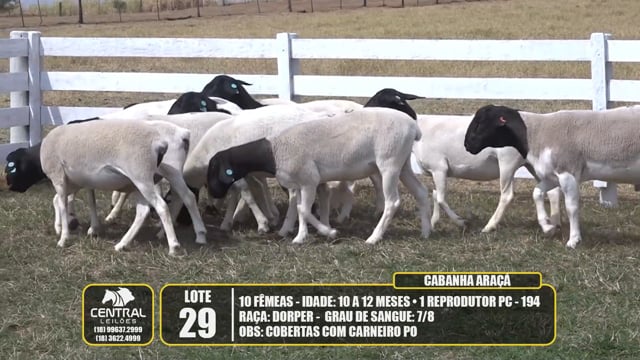 Lote 29
