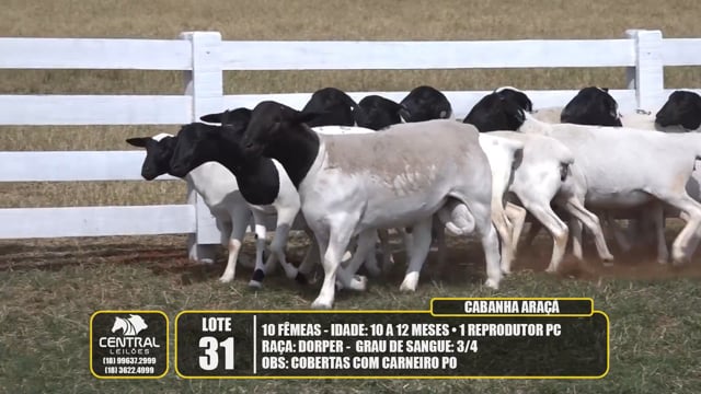 Lote 31