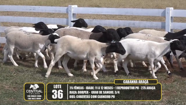 Lote 36