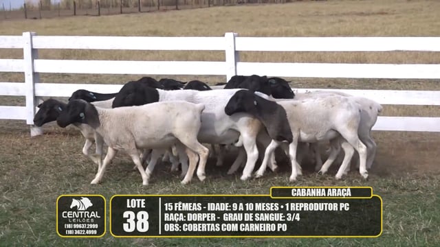 Lote 38