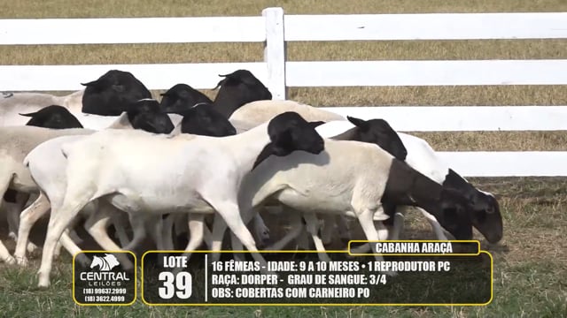 Lote 39