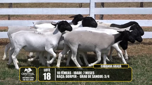 Lote 18