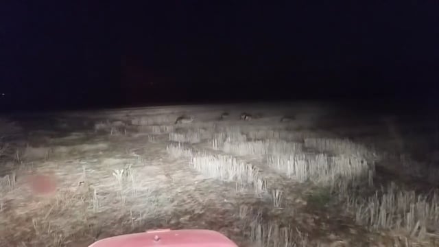 Κιλκίς: Λύκοι περίπου ένα χιλιόμετρο πάνω από την Αξιούπολη προς Πηγή 19-12-2024