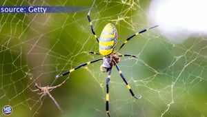 Joro Spiders Are HERE