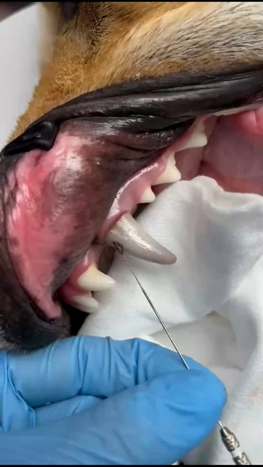 vimeo-video-thumbnail