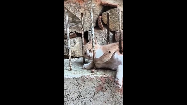 Καρδίτσα: Πέθανε γάτα που βρέθηκε καρφωμένη σε μπετόβεργα στον ακάλυπτο κτιρίου 21-10-2025