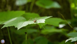 Are Daddy Long Legs Poisonous?