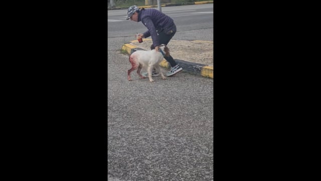 Επιτάλιο Ηλείας: Σκύλος σοβαρά τραυματισμένος στον πρωκτό 22-10-2025