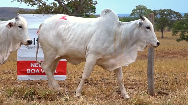 Lote 01