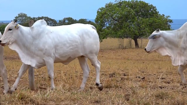 Lote 02