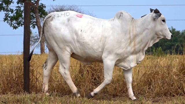 Lote 08