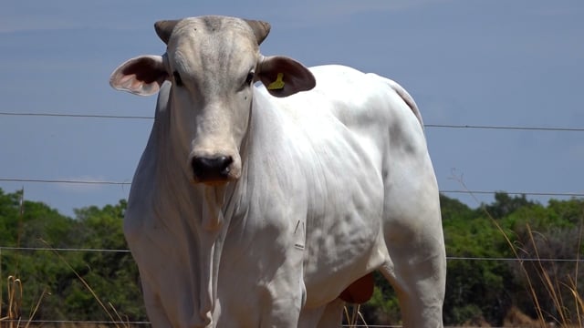 Lote 102