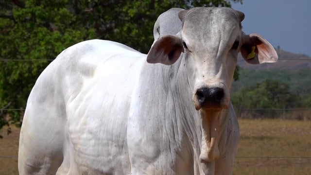 Lote 103