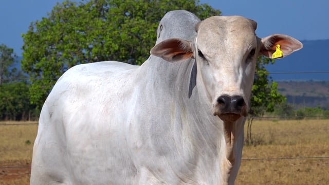Lote 105