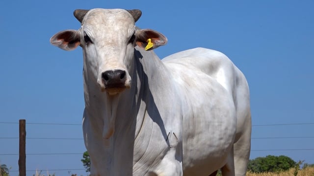 Lote 109