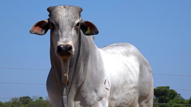 Lote 121