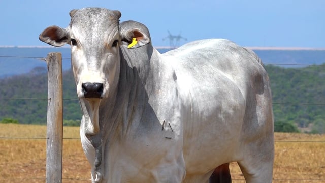 Lote 125