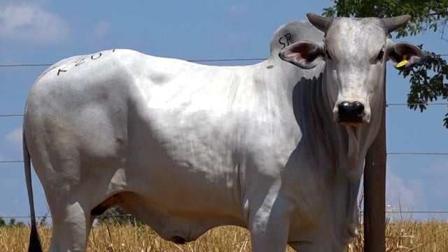 Lote 127