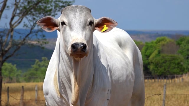 Lote 128