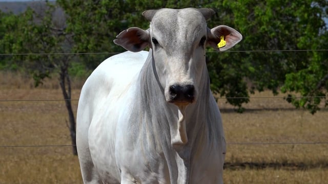 Lote 126