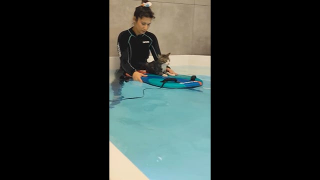 Υδροθεραπεία 22-10-2025 σε παράλυτη γάτα που βρέθηκε στη Μύκονο