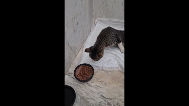 H γάτα που βρέθηκε παράλυτη στη Μύκονο χτυπημένη από όχημα 5-9-2025